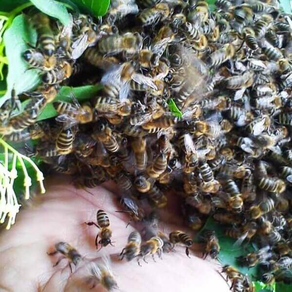 Naše marljive pčelice